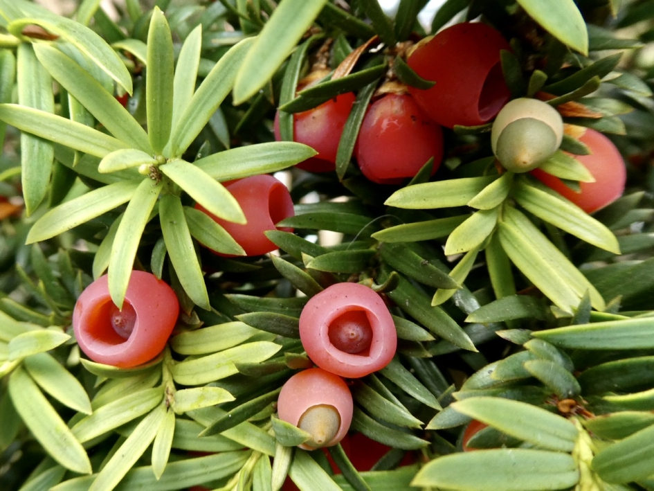 Taxus bessen - Planten - 