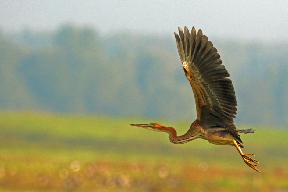 The color is purper - Vogels - purperreiger