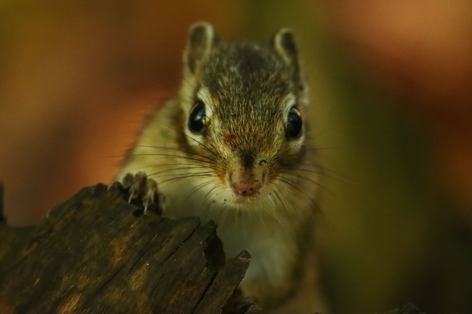 U ook hier? - Zoogdieren - Siberische grondeekhoorn