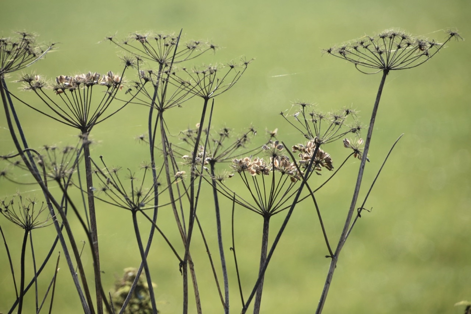 Uitgebloeid - Planten - 
