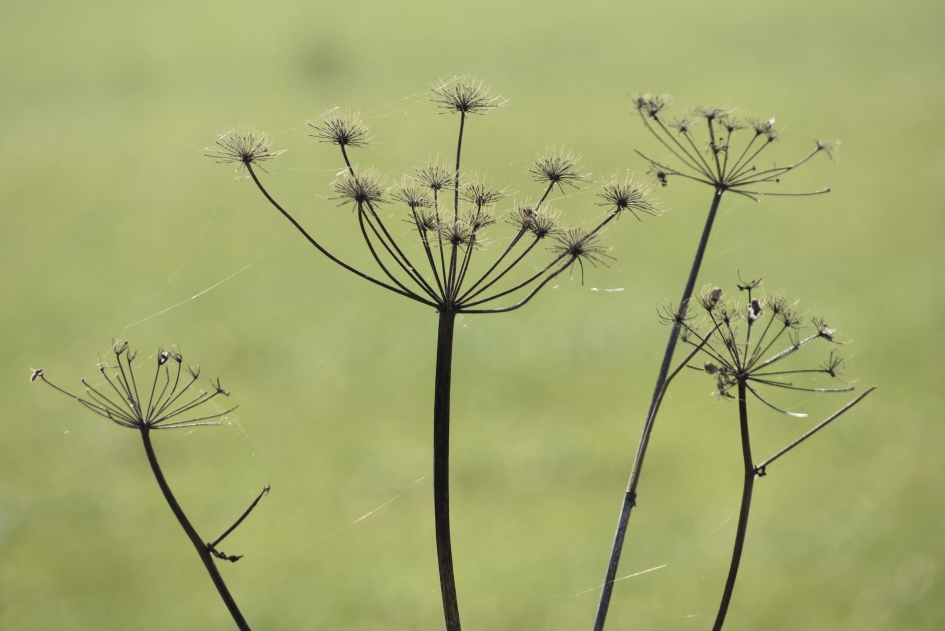 Uitgebloeid - Planten - 