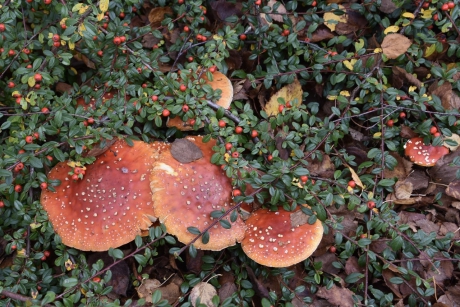 Veel vliegenzwammen….