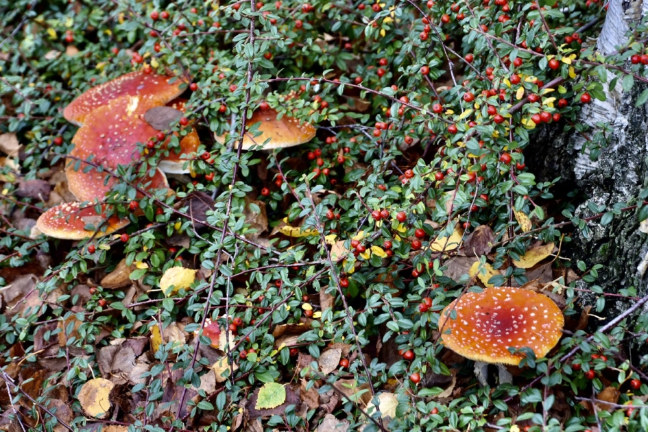 Verborgen tussen de bessen - Schimmels - 