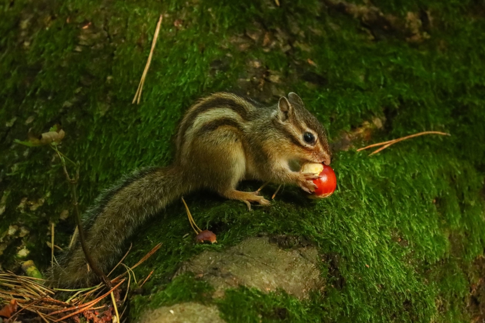 Verse kastanjes - Zoogdieren - Siberische grondeekhoorn