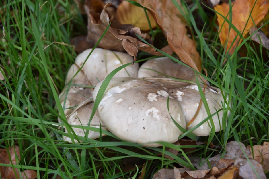 Verstopt - Schimmels - 