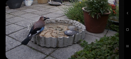 Vlaamse gaai in de tuin