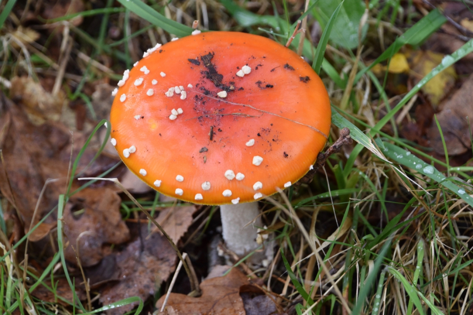 Vliegenzwam - Schimmels - 