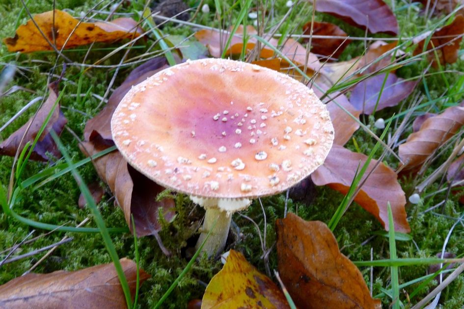 Vliegenzwam - Schimmels - 