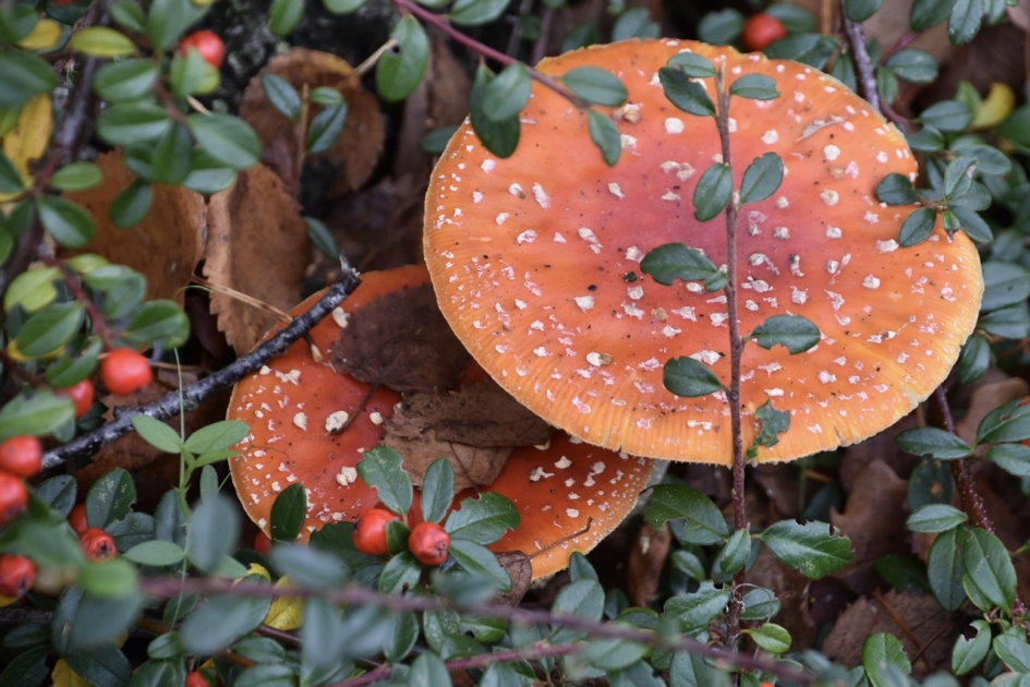 Vliegenzwammen - Schimmels - 