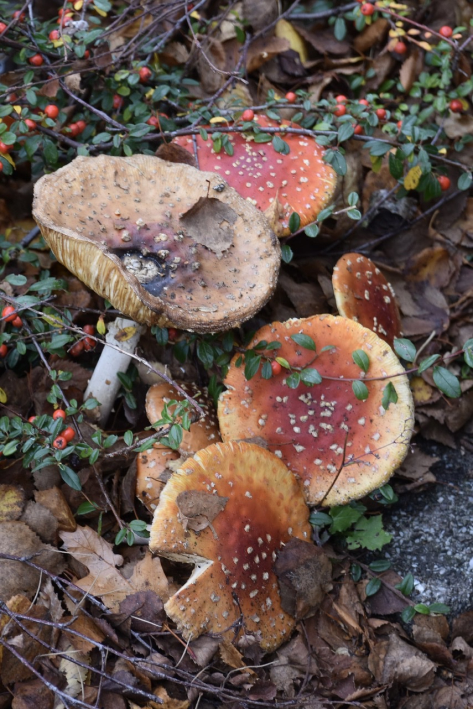 Vliegenzwammen in de berm… - Schimmels - 