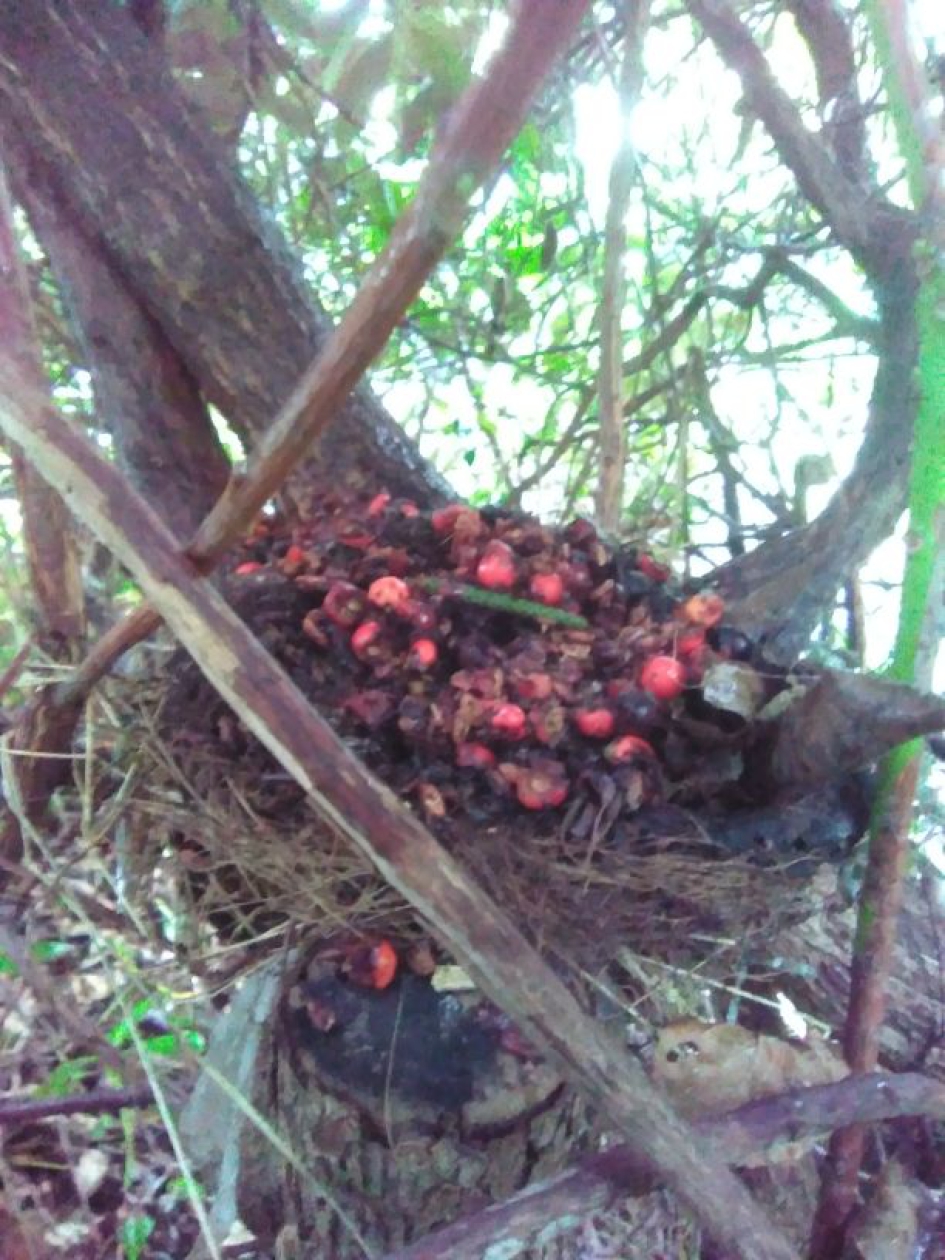Voorraad voor de winter - Zoogdieren - 
