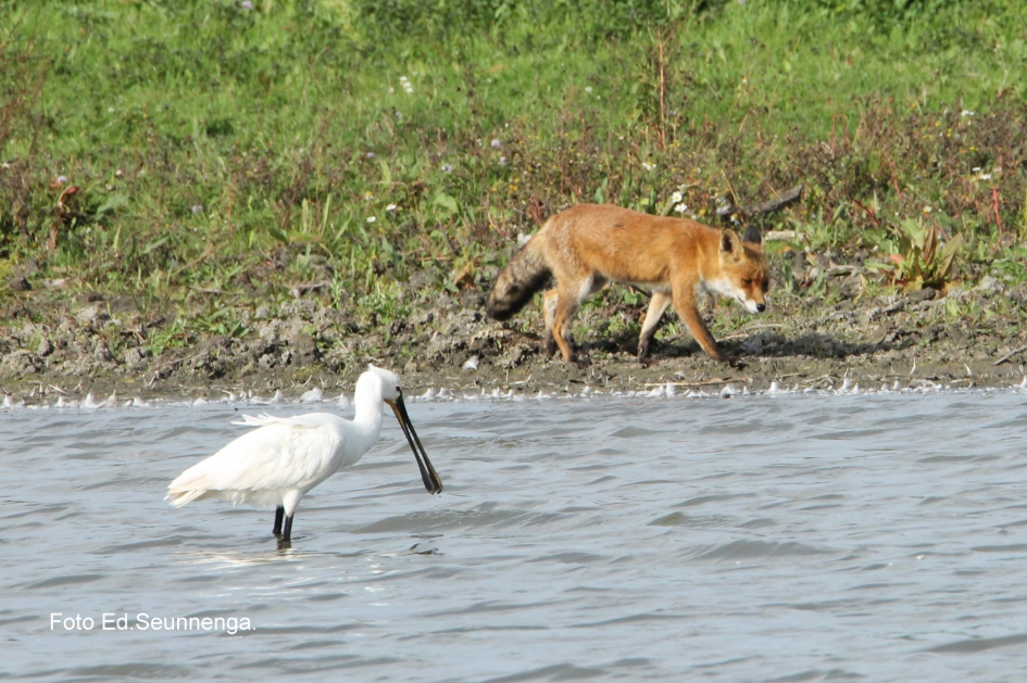 Vos en lepelaar - Zoogdieren - Vos en lepelaar.