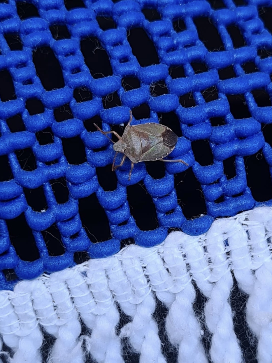 Groene schildwants - Geleedpotigen - 