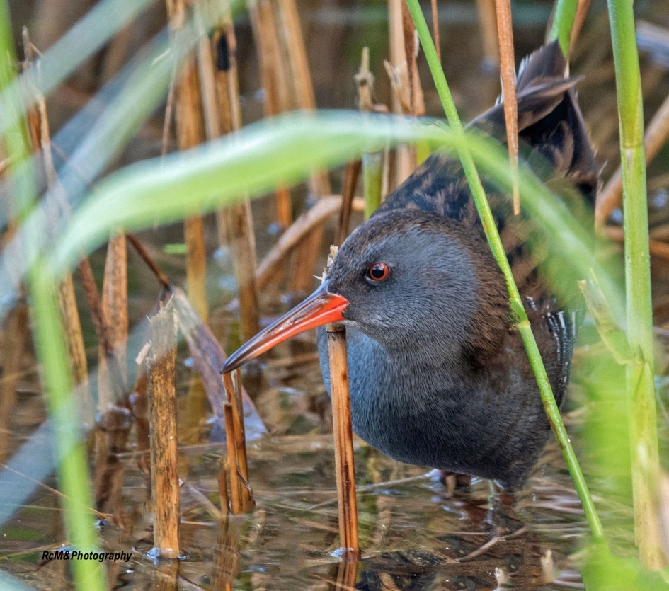 Waterral. - Vogels - Waterral.