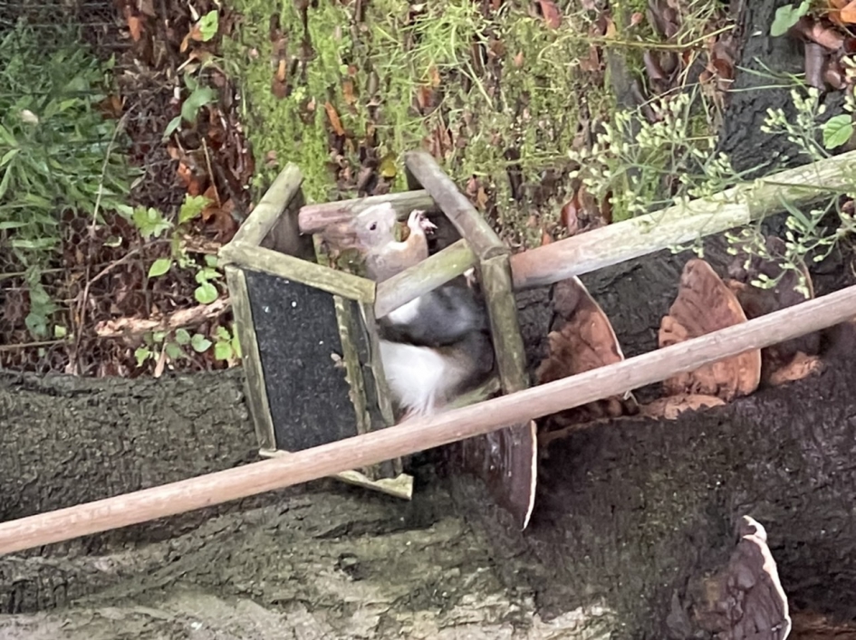 Wit gevlekte Eekhoorn - Zoogdieren - Eekhoorn