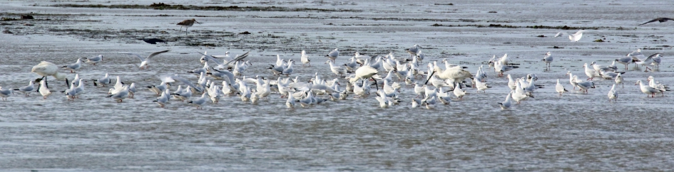 Wit zoekt wit - Vogels - 