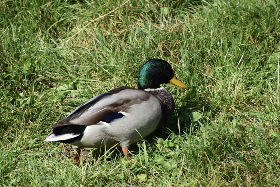 Woerd met mooie groene kop - Vogels - 