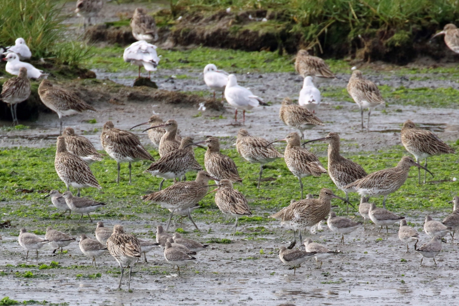 Wulpen op het Wad - Vogels - 