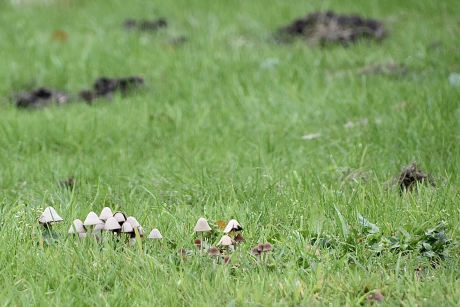 Ze komen overal boven de grond