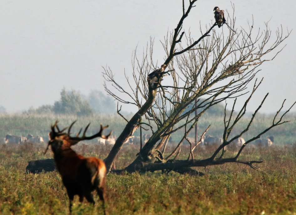 Zeearenden en Bronst in de Oostvaardersplassen - Zoogdieren - Edelhert, Zeearend, Konik