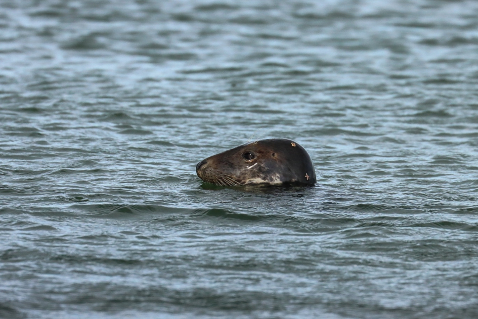 Zeehond neemt een lifter mee - Zoogdieren - Grijze zeehond