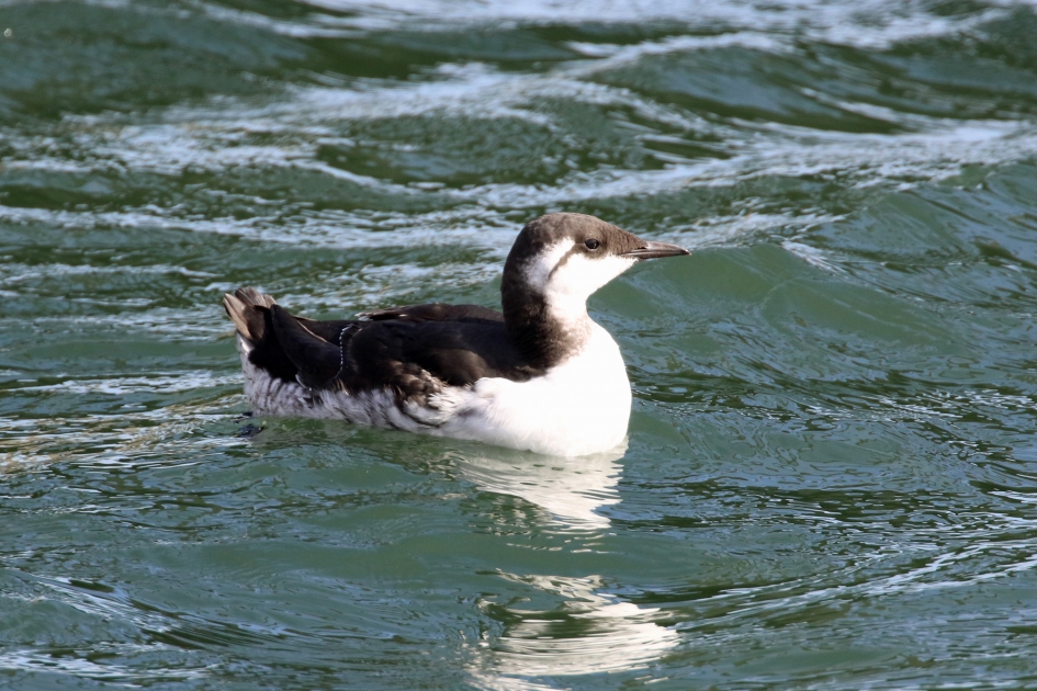 Zeekoet (2) - Vogels - 