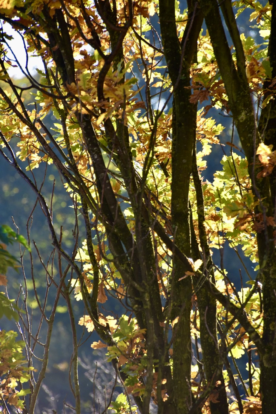 Zon door de zuileik - Planten - 