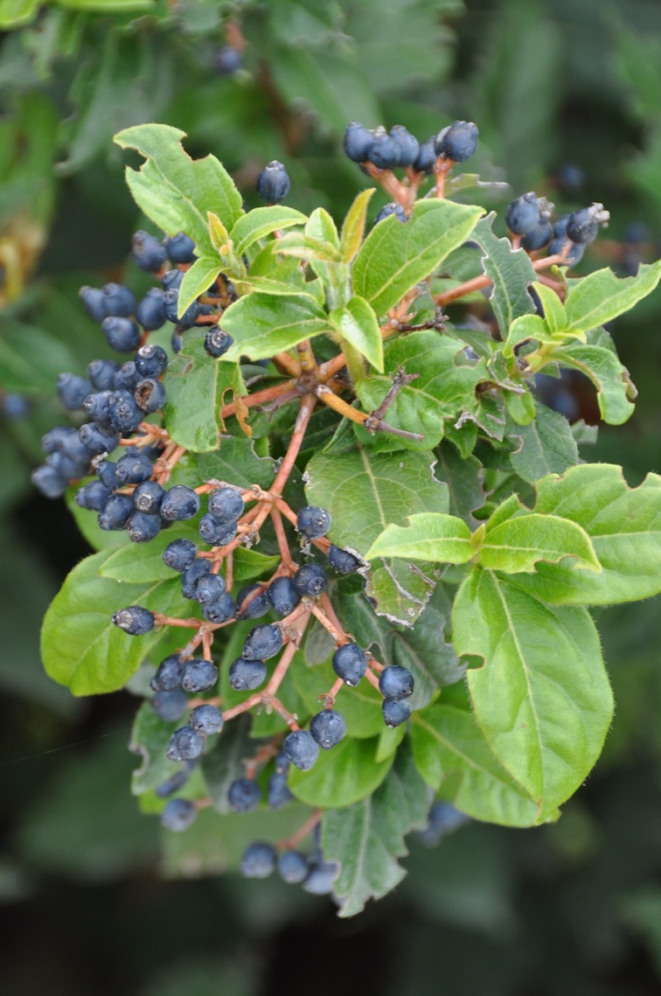 Zwarte bessen - Planten - 