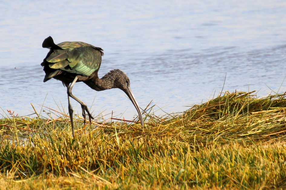 Zwarte Ibis - Vogels - Zwarte Ibis