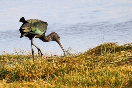 Zwarte Ibis
