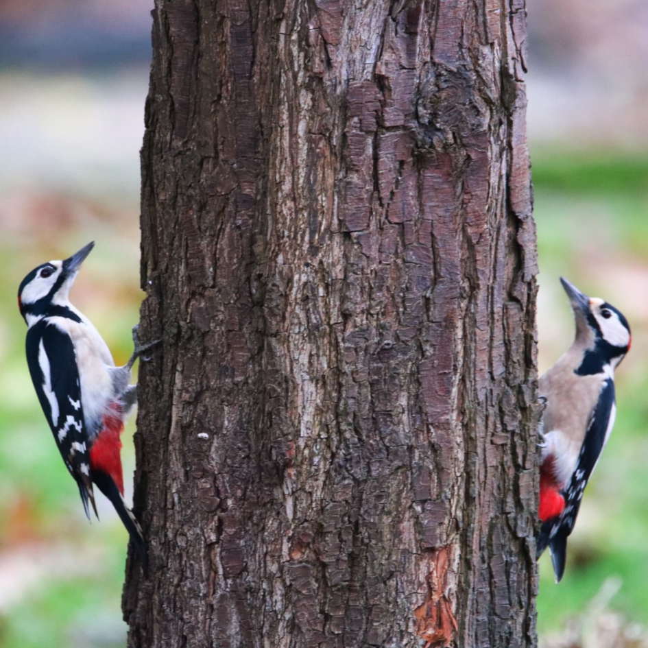 2 Spechten voor de prijs van. 1 - Vogels - Grote Bonte Specht