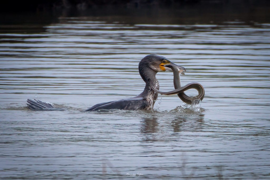 Aalscholver doet z'n naam eer aan - Vogels - Aalscholver