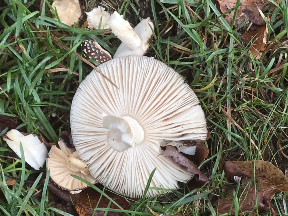 Afgebroken…. - Schimmels - 