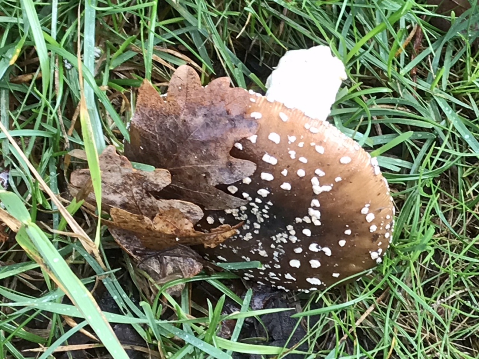 Ook deze is Afgebroken… - Schimmels - 