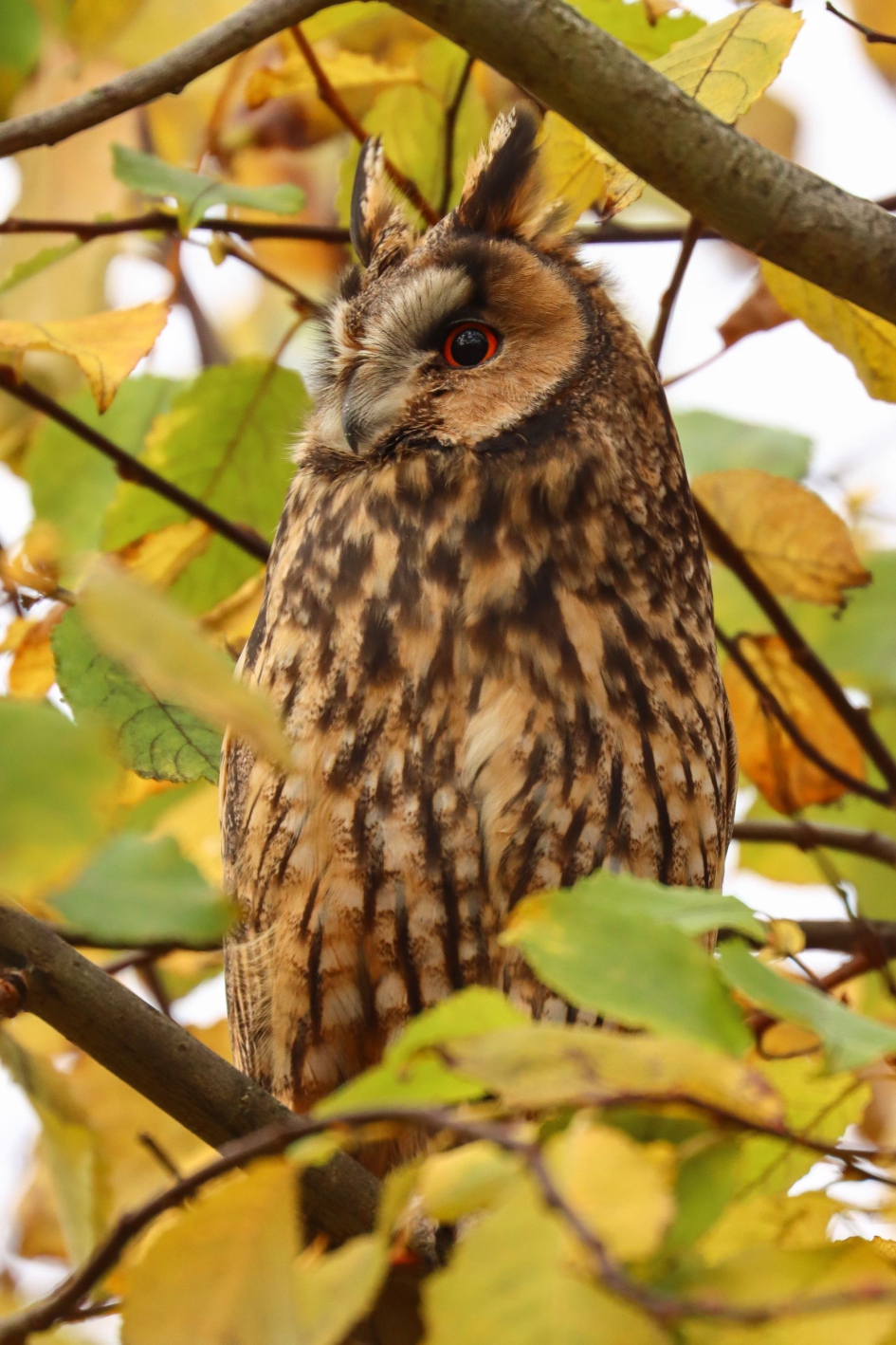 Alerte uil - Vogels - Ransuil