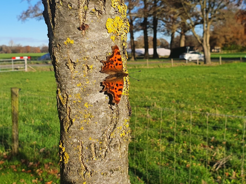 Aurelia in novemberzonnetje - Geleedpotigen - Gehakkelde Aurelia