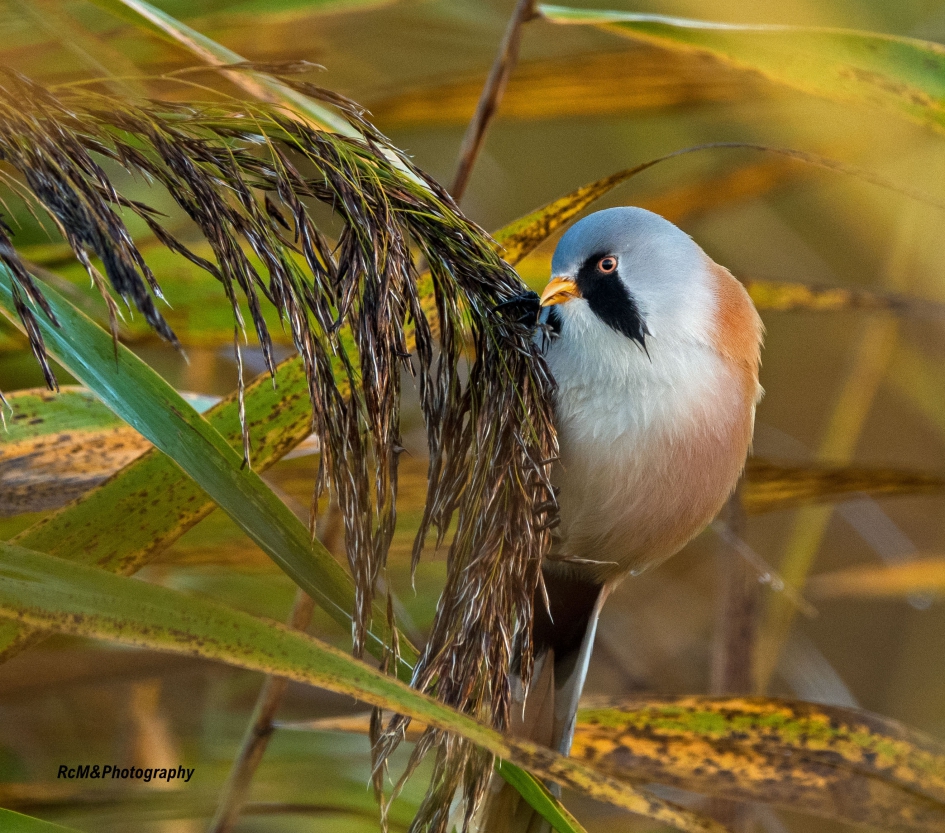 Baardman. - Vogels - Baardman.