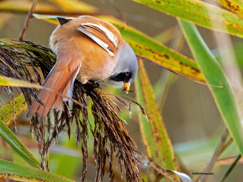 Baardman. - Vogels - Baardman.
