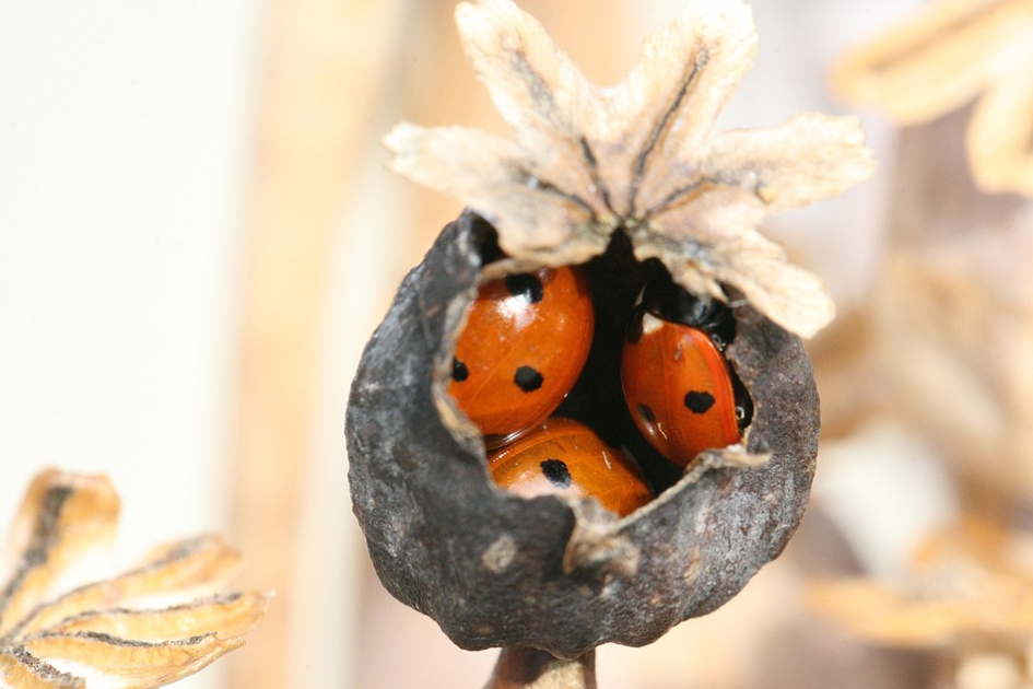 Beetje chillen ...... - Geleedpotigen - 