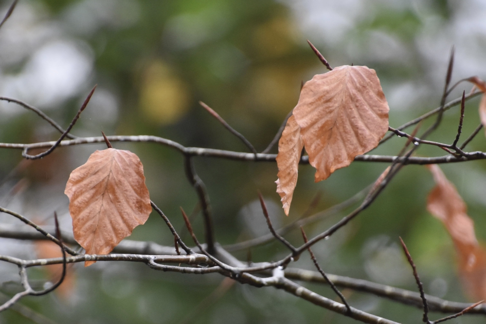 Beukenblad - Planten - 