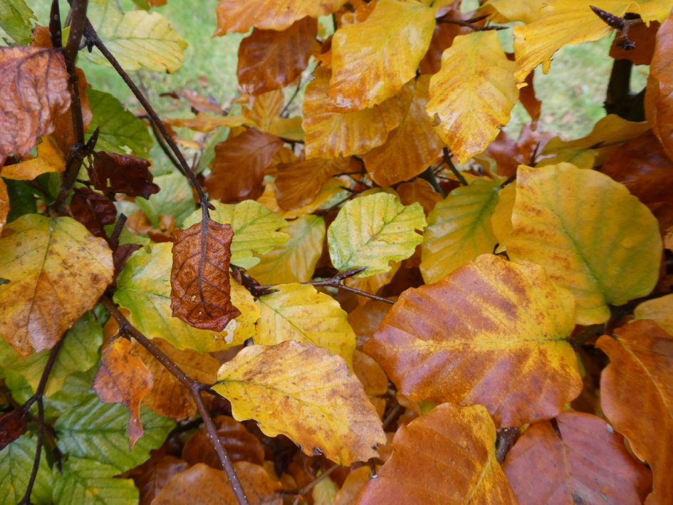 Beukenblad - Planten - 