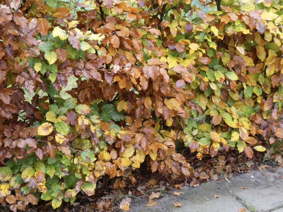 Beukenhaag - Planten - 