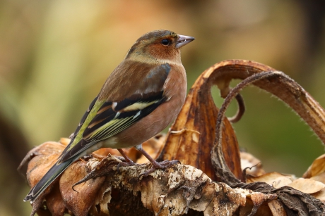 Camouflagekleuren van een vink