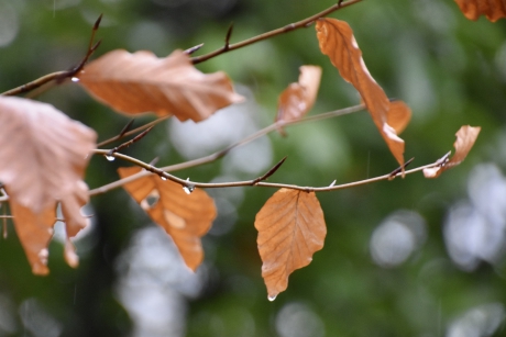 De laatste beukenblaadjes