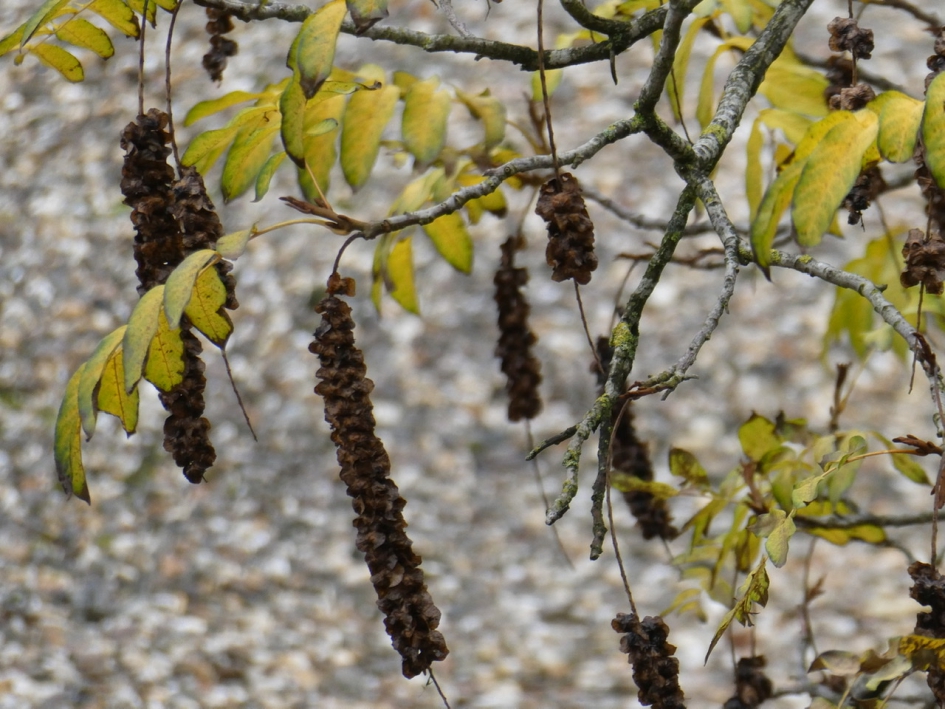 De laatste zaden van de Japanse vleugelnoot - Planten - 
