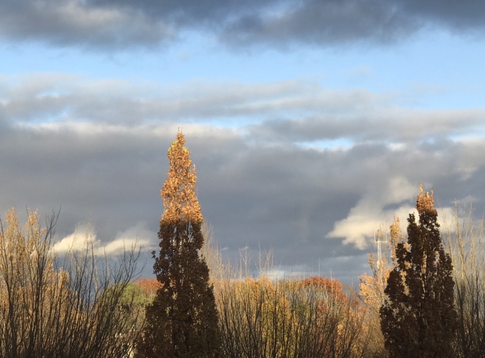De zon schijnt nog op het bovenste stukje van de zuileik - Weer en landschap - 