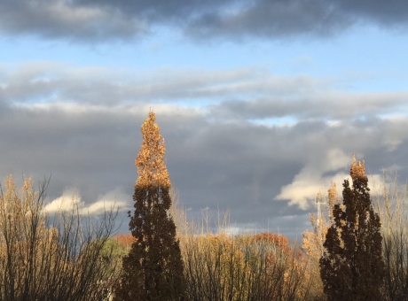 De zon schijnt nog op het bovenste stukje van de zuileik