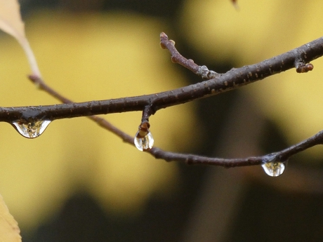 Druppels na de regen