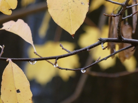 Druppels na een bui regen