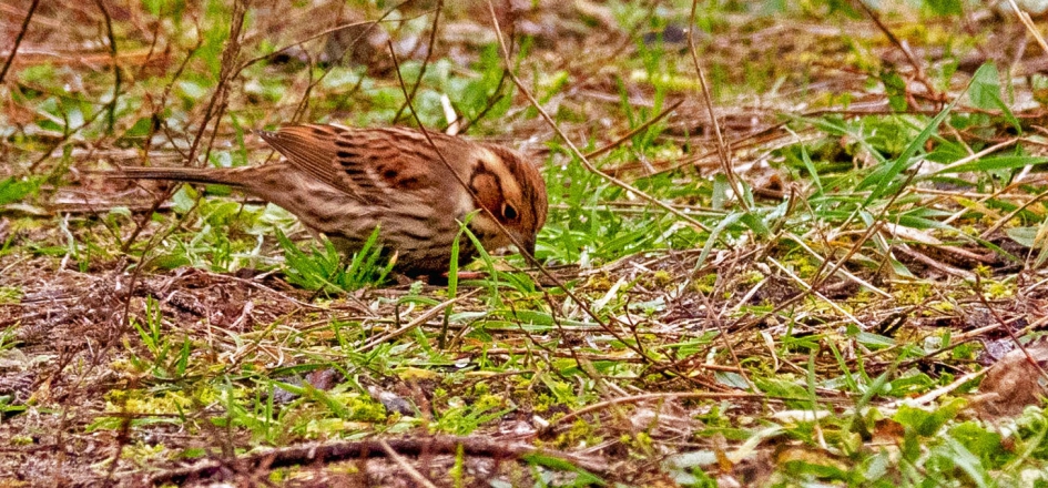 Dwerggors. - Vogels - Dwerggors.